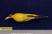 藏品(黃鸝)的圖片